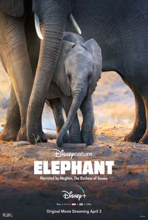 Elefante - Legendado Download Torrent